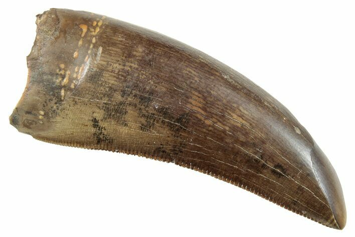 Serrated Tyrannosaur Tooth - Feeding Worn Tip #263824